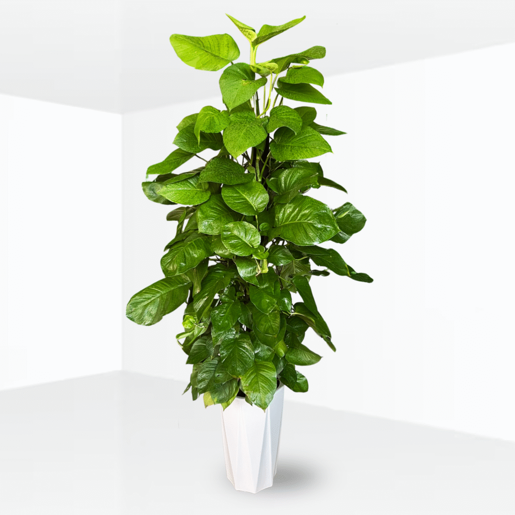 cây trồng trong nhà trầu bà