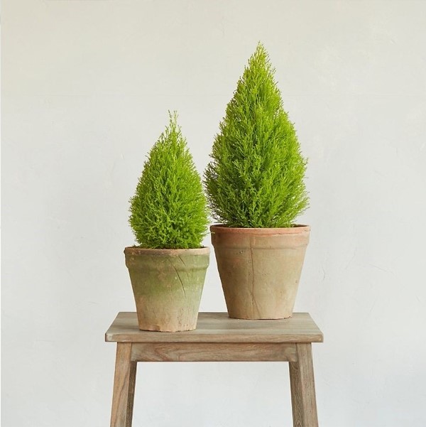 cây trồng trong nhà tuyết tùng