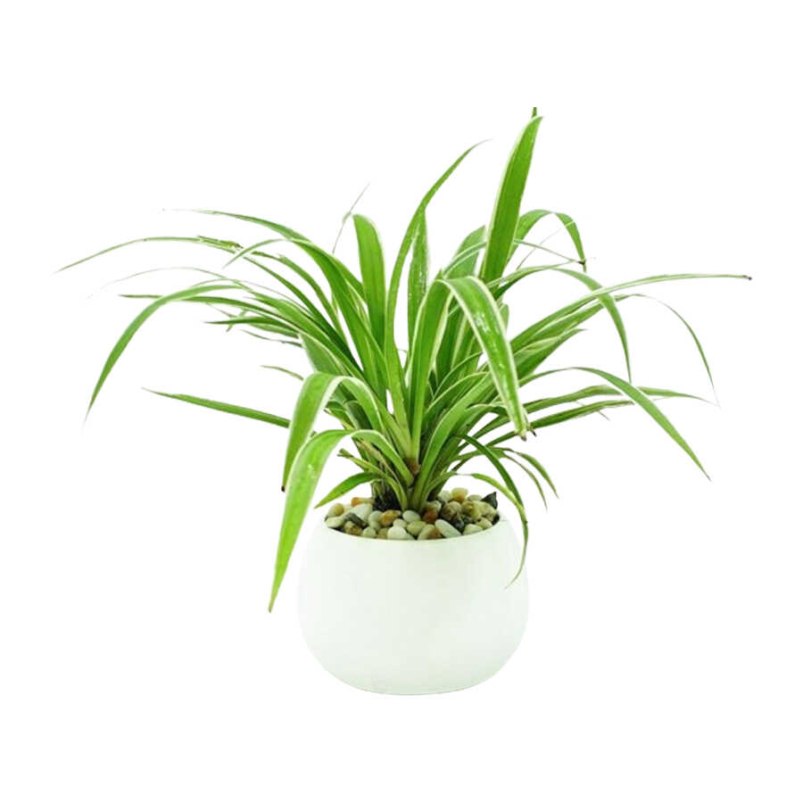 cây trồng trong nhà dây nhện