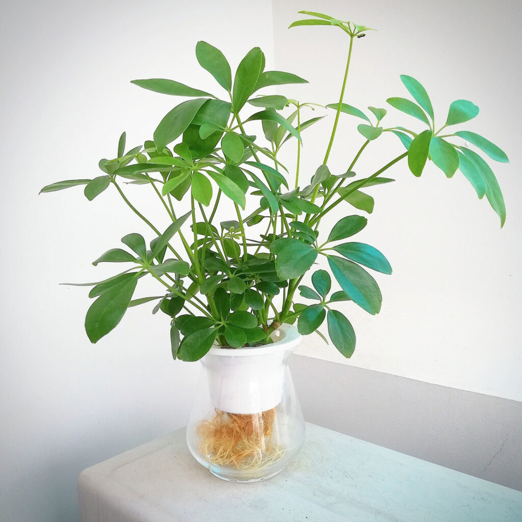 cây trồng trong nhà ngũ gia bì