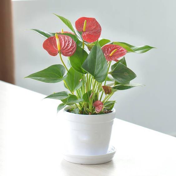 cây trồng trong nhà hồng môn