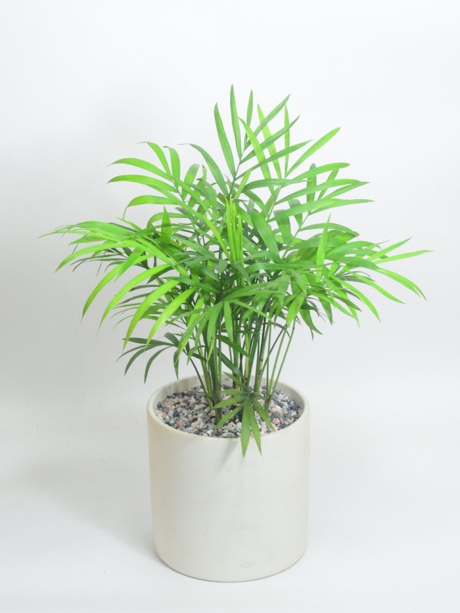 cây trồng trong nhà cau tiểu trâm